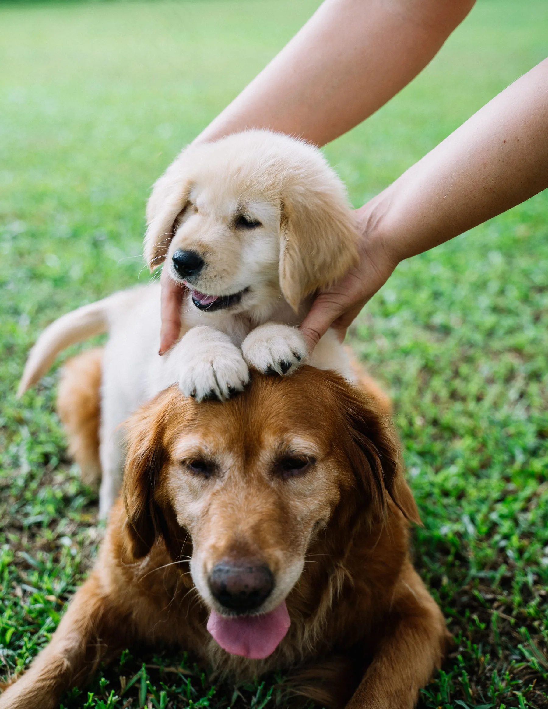 Puppy receiving gentle training