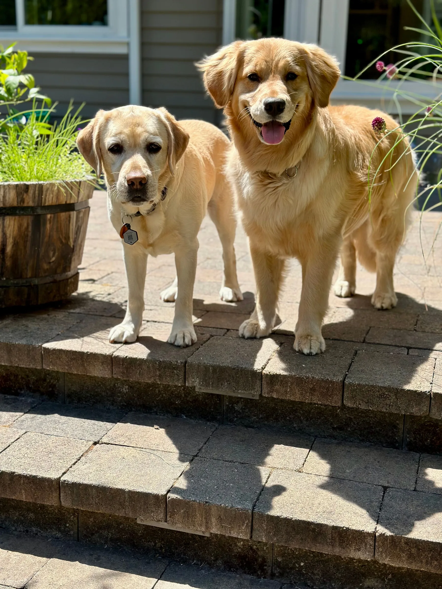 Two dogs at home