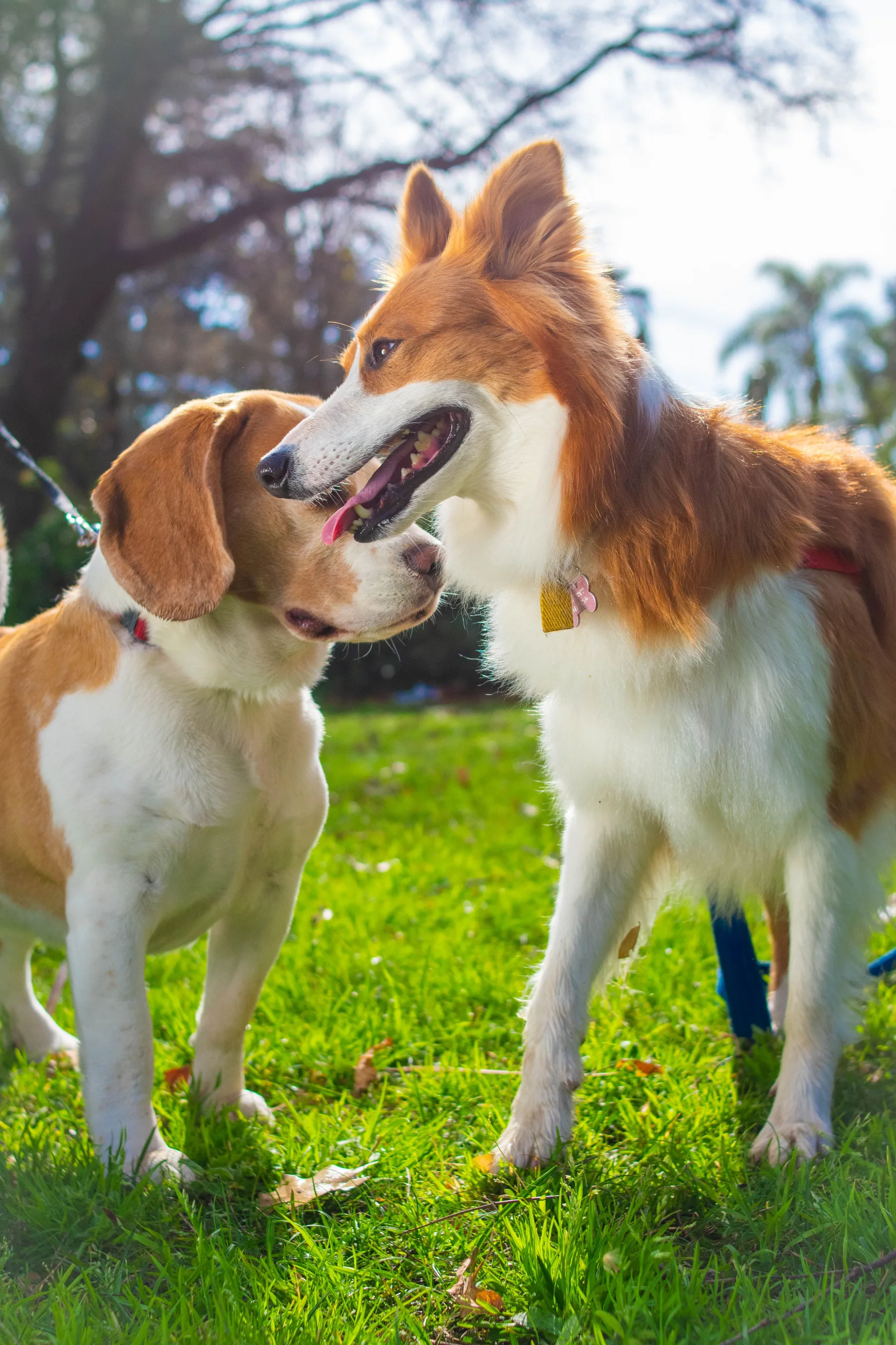 Dogs meeting outdoors
