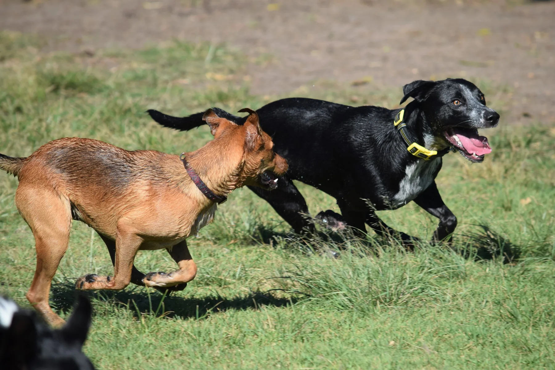 Two dogs running in a field