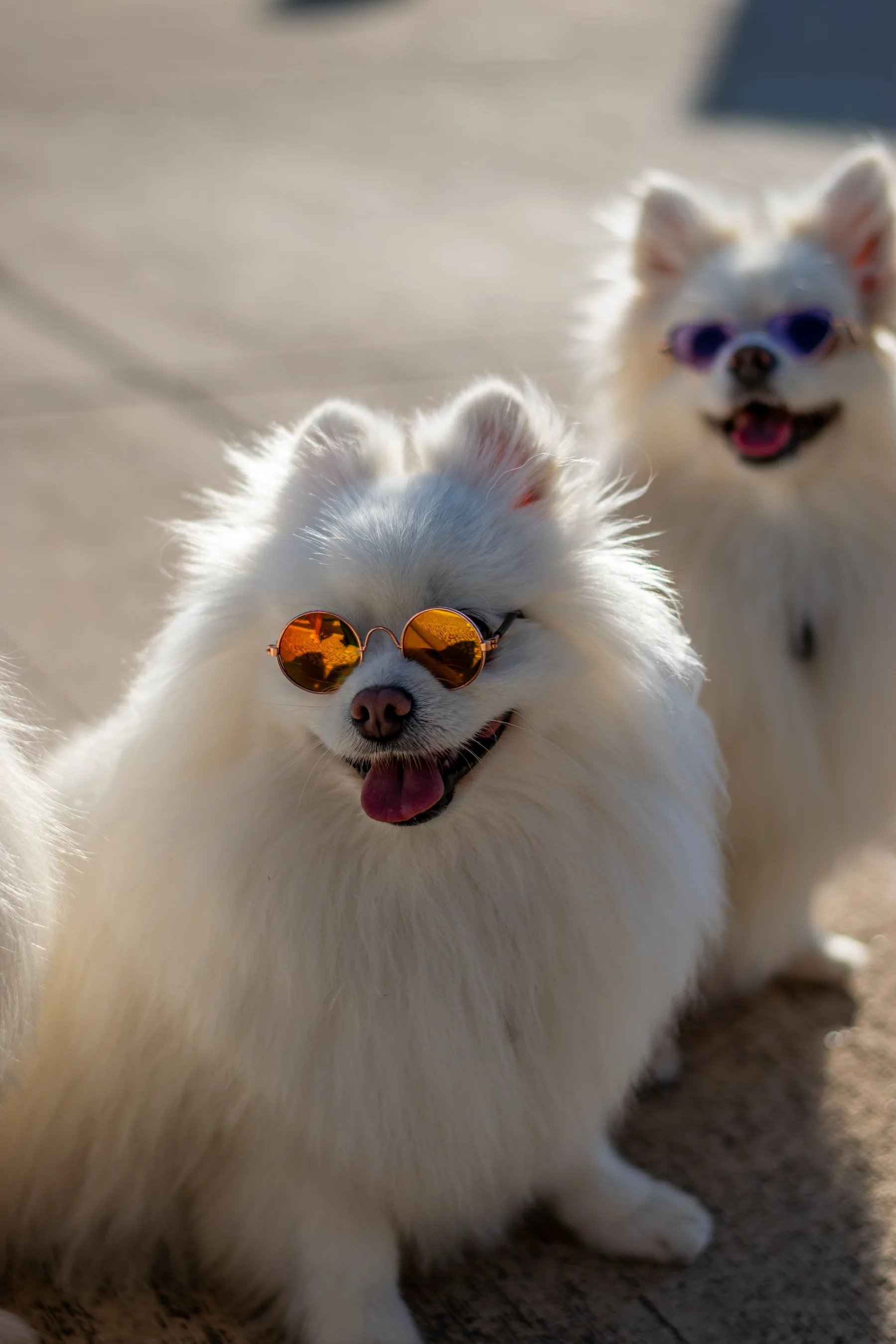 Dogs enjoying care at Nuts About Muts