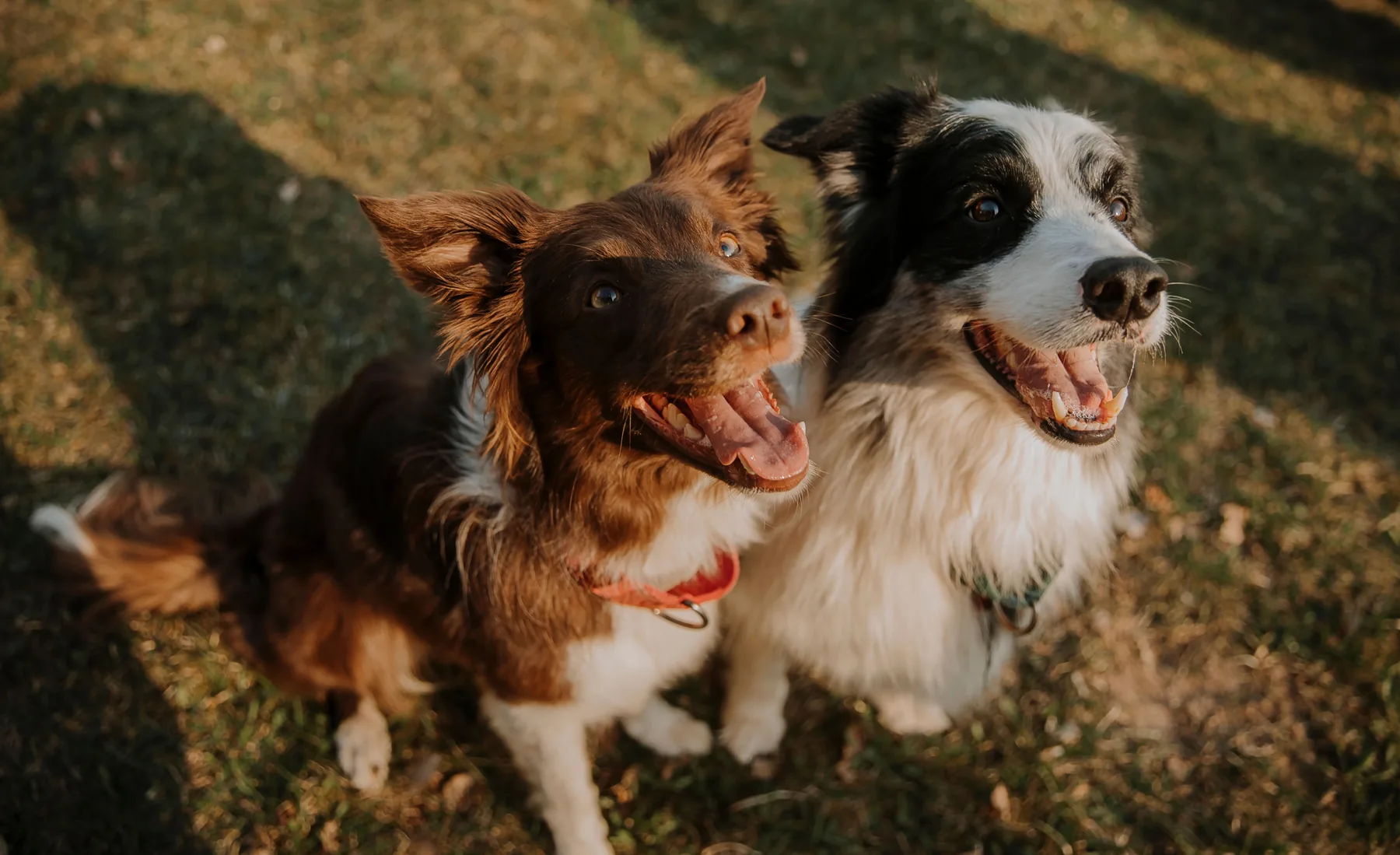 Two dogs sitting together
