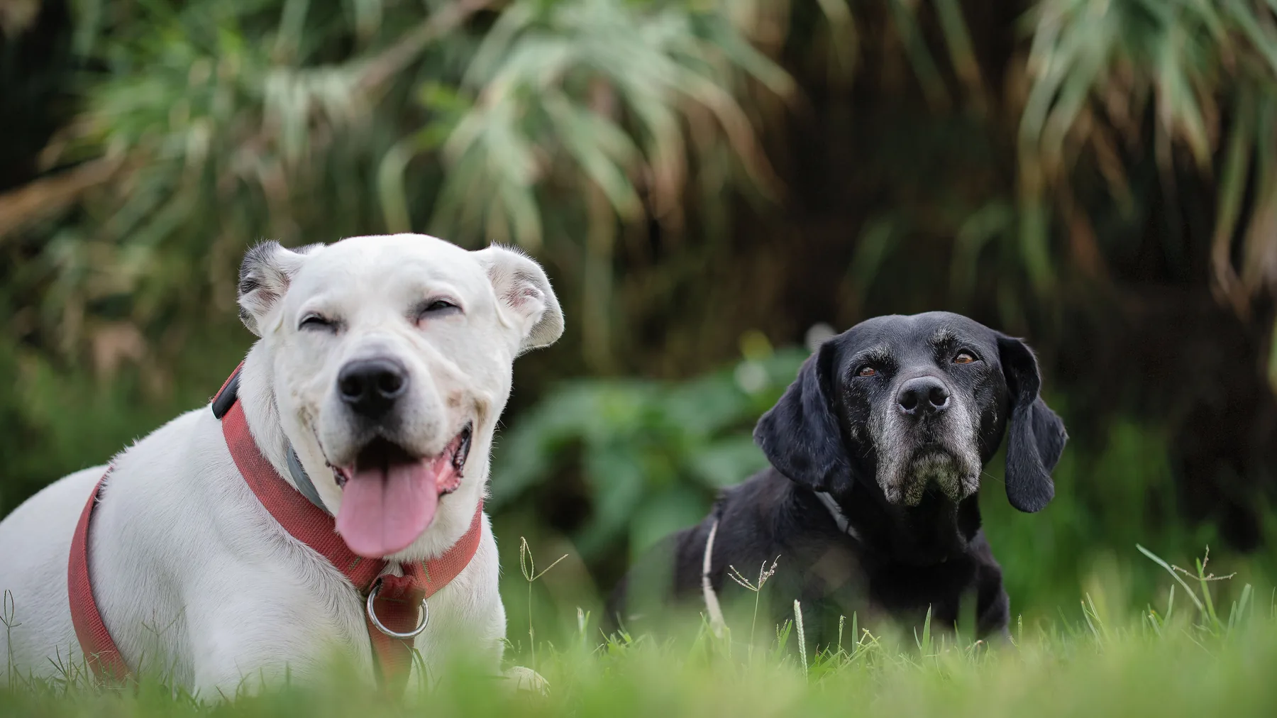 Dogs sitting together outdoors