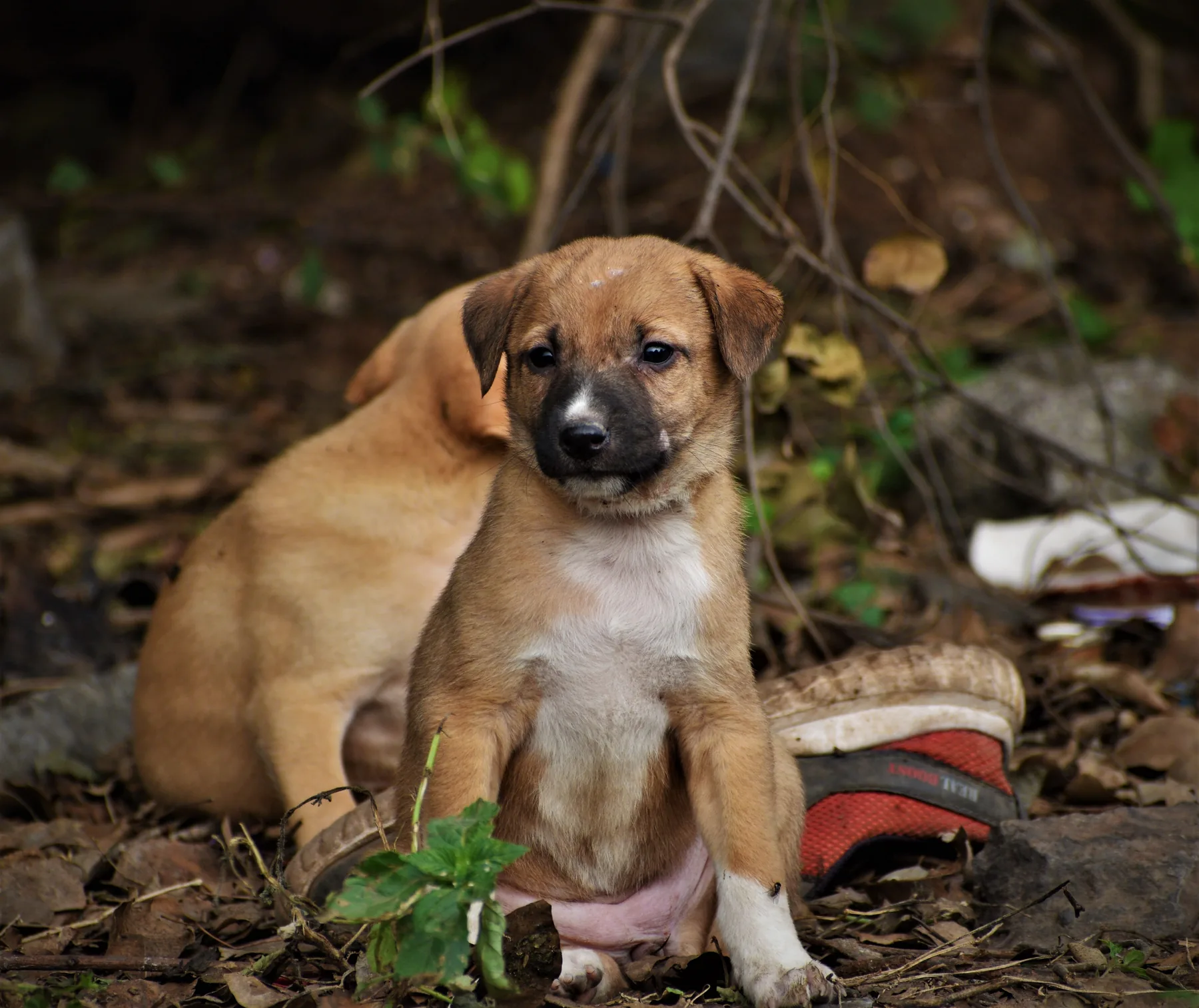 Young puppy outdoors