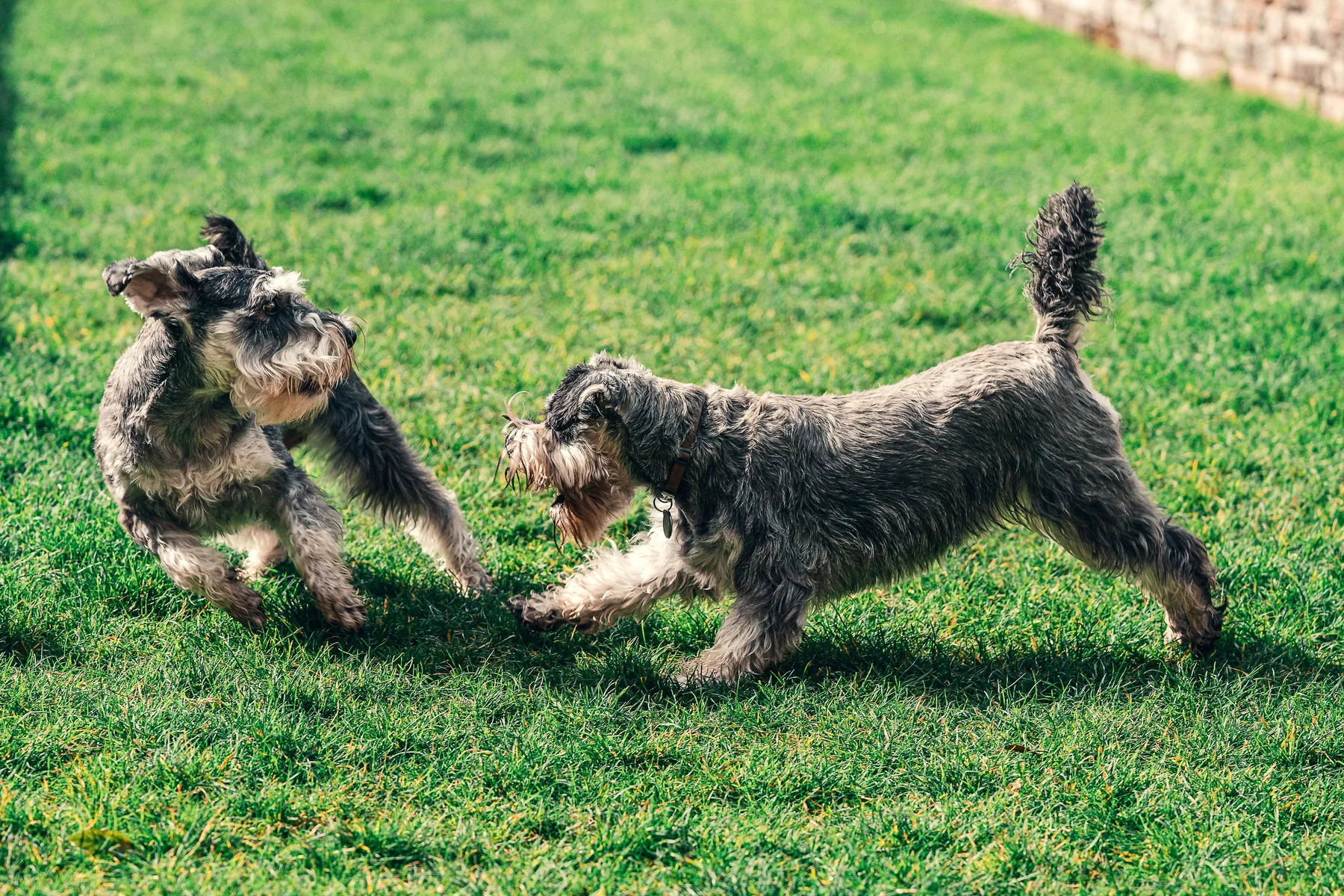 Two dogs playing on grass