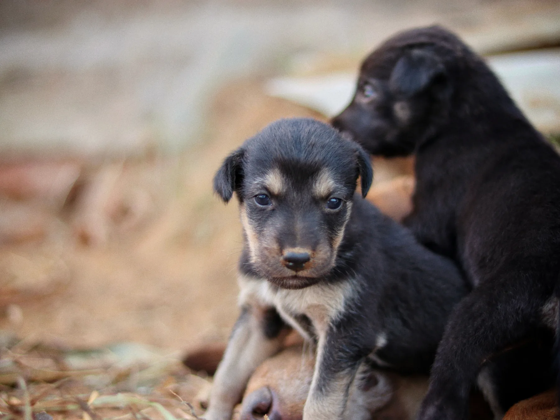 Puppies resting together